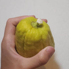 149 Yanover Esrog - EasyEtrog.com