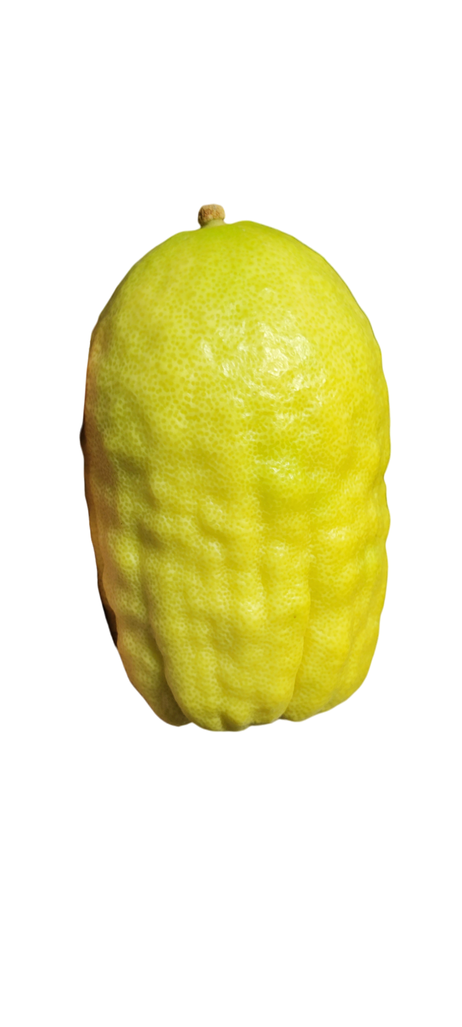 Lulav and Etrog Set From Calabria Italy - EasyEtrog.com