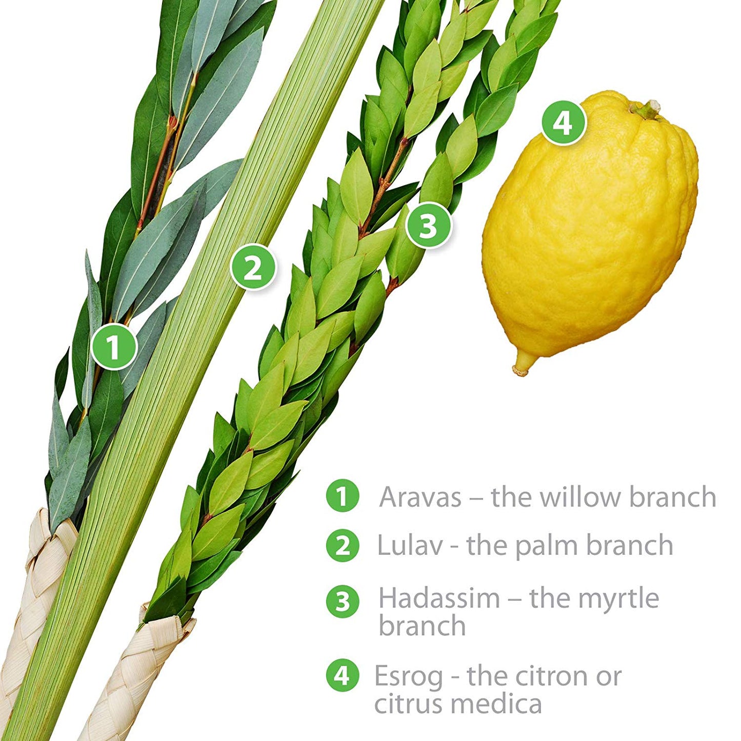 Basic Kosher Lulav and Etrog set from Israel - Lulav and Etrog