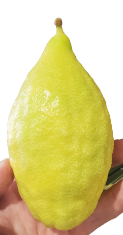STANDARD Kosher Lulav and Etrog set from Israel - EasyEtrog.com