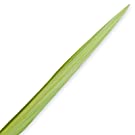 Lulav (only) - Lulav and Etrog