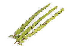 Extra Pack of Haddasim - Lulav and Etrog