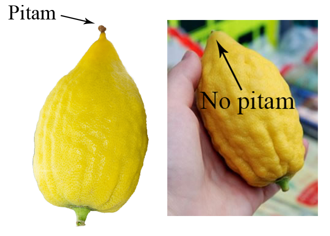 Etrog with Pitam