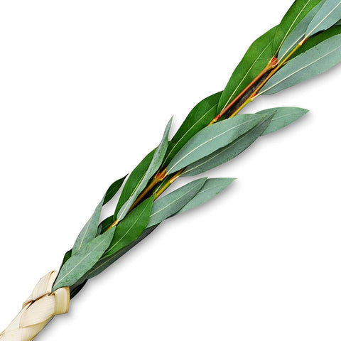 Extra Set of Arovot (Willow) - Lulav and Etrog