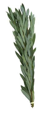Arovos for Hoshanos (5 Pack) - Lulav and Etrog